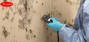 Mold Inspection & Testing in Houston